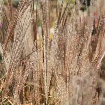 Foto von Chinaschilf 'Kleine Silberspinne' (Miscanthus sinensis 'Kleine Silberspinne')