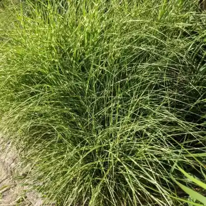 Foto von Chinaschilf 'Little Zebra' (Miscanthus sinensis 'Little Zebra')