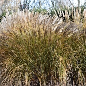 Miscanthus sinensis 'Malepartus'