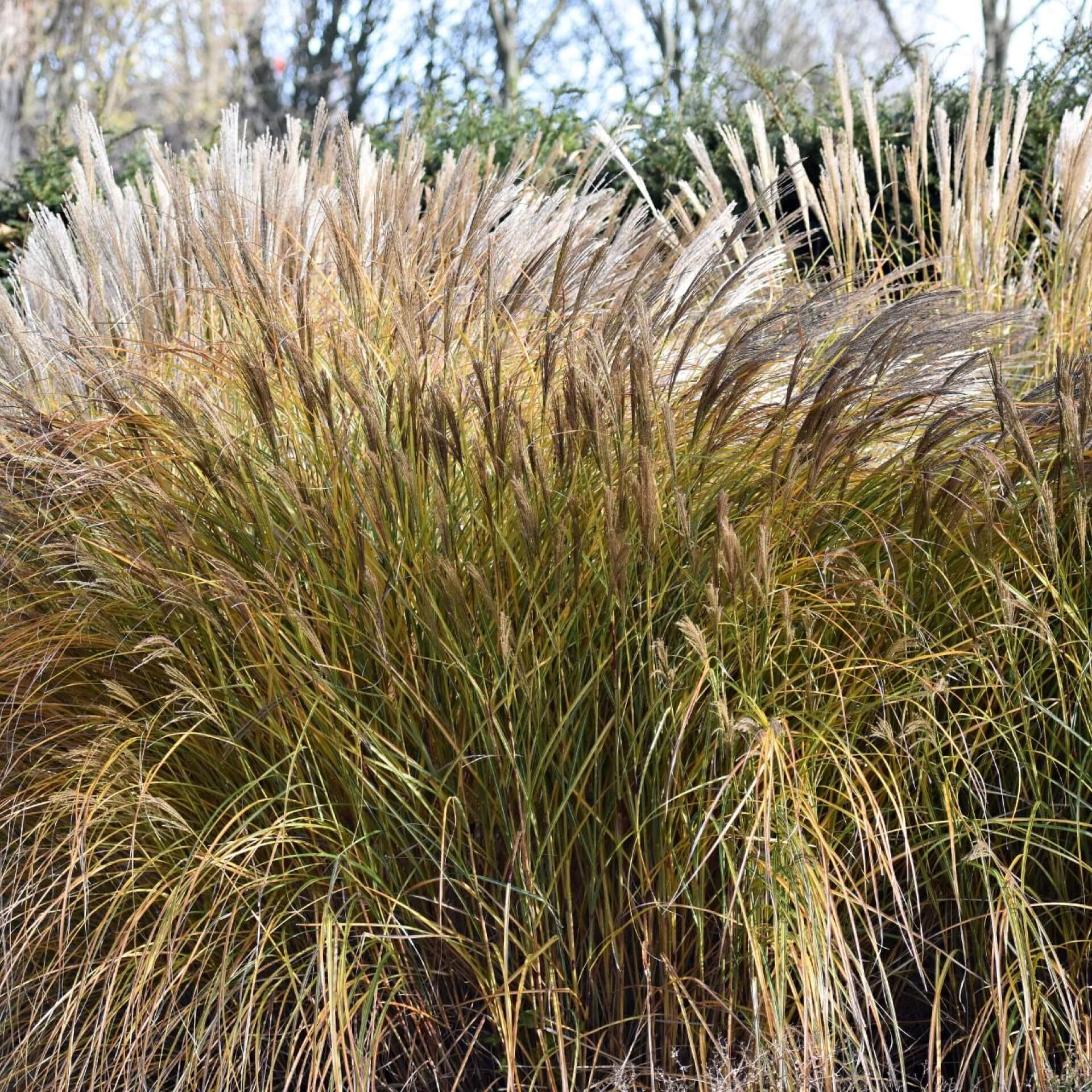 Chinaschilf 'Malepartus' (Miscanthus sinensis 'Malepartus')