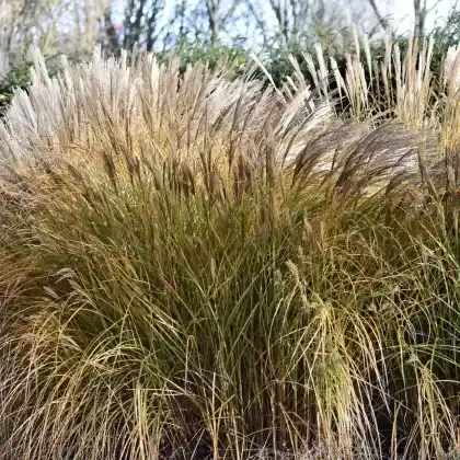 Foto von Chinaschilf 'Malepartus' (Miscanthus sinensis 'Malepartus')