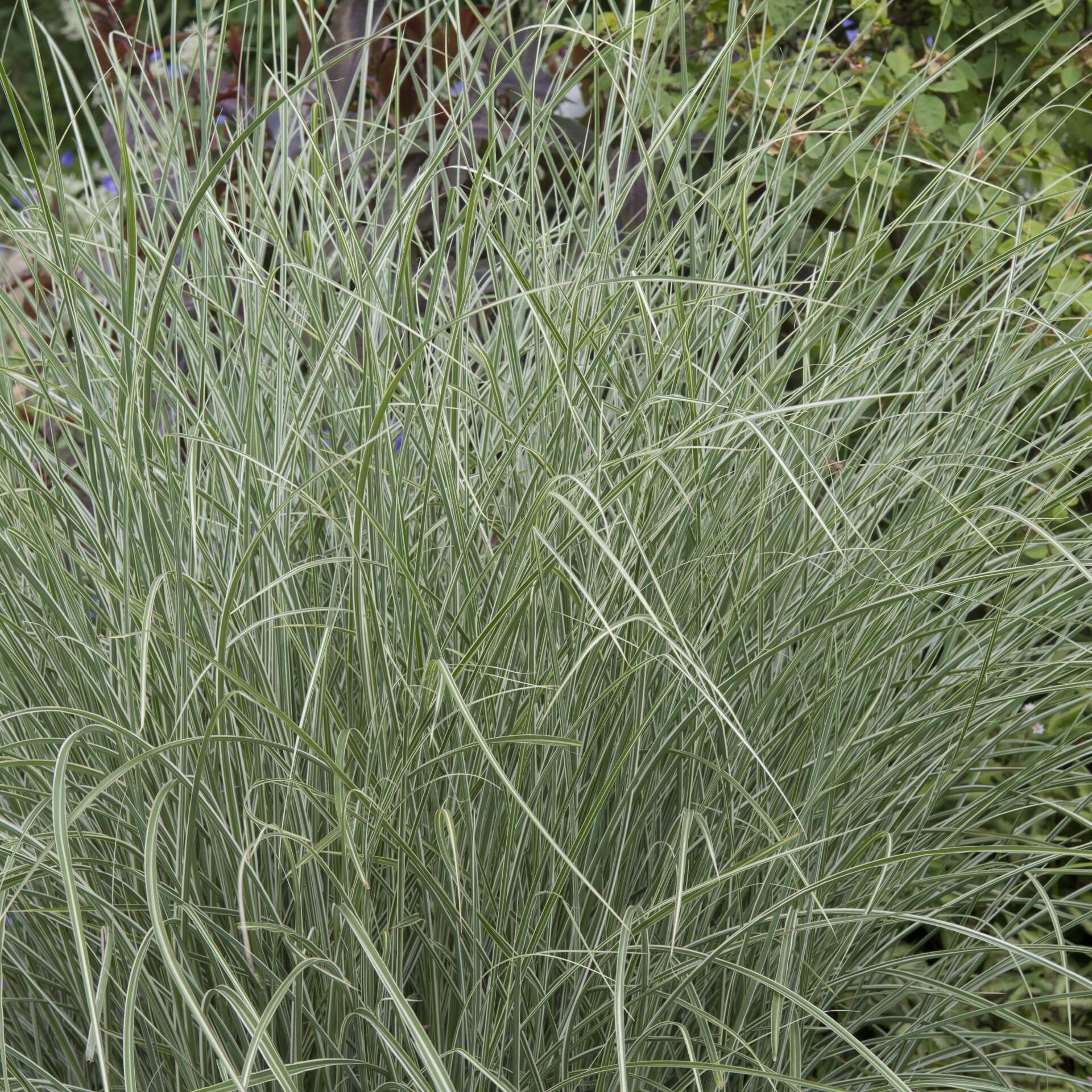 Chinaschilf 'Morning Light' (Miscanthus sinensis 'Morning Light')