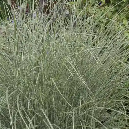 Foto von Chinaschilf 'Morning Light' (Miscanthus sinensis 'Morning Light')
