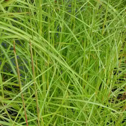 Foto von Chinaschilf 'Nippon' (Miscanthus sinensis 'Nippon')