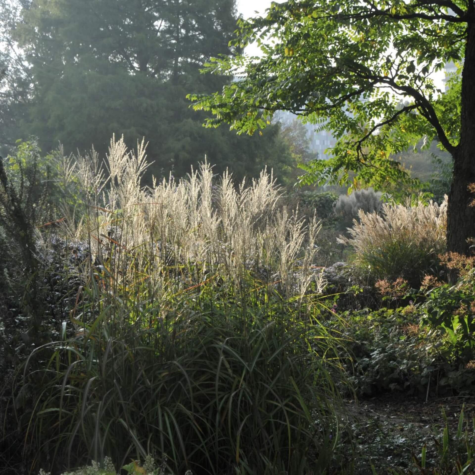 Chinaschilf 'Samurai' (Miscanthus sinensis 'Samurai')