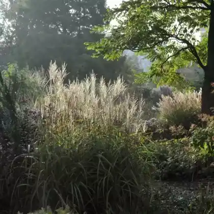 Foto von Chinaschilf 'Samurai' (Miscanthus sinensis 'Samurai')
