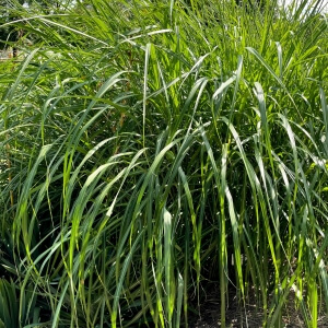 Miscanthus sinensis 'Silberfeder'