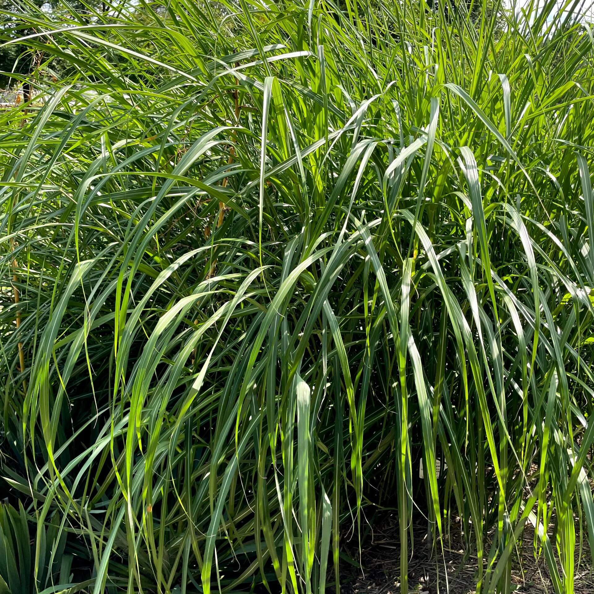 Chinaschilf 'Silberfeder' (Miscanthus sinensis 'Silberfeder')