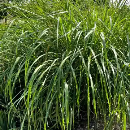Foto von Chinaschilf 'Silberfeder' (Miscanthus sinensis 'Silberfeder')