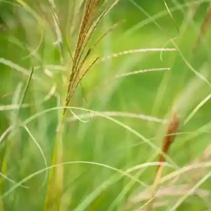 Foto von Chinaschilf 'Silberspinne' (Miscanthus sinensis 'Silberspinne')