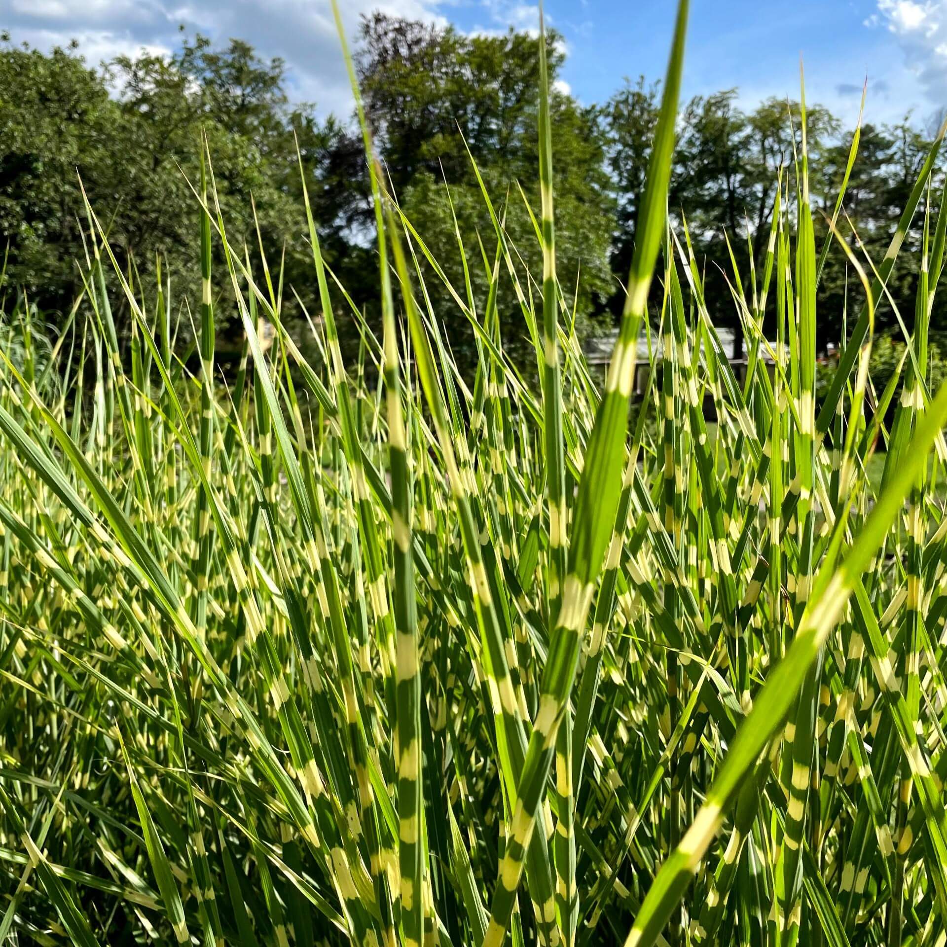 Chinaschilf 'Strictus' (Miscanthus sinensis 'Strictus')