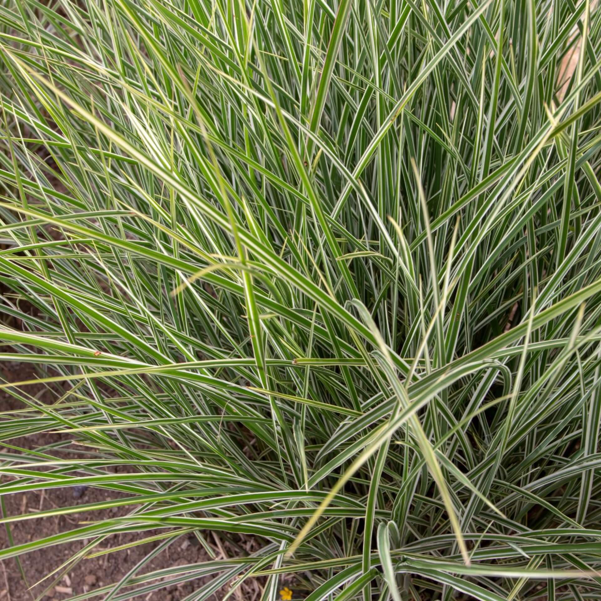 Chinaschilf 'Variegatus' (Miscanthus sinensis 'Variegatus')