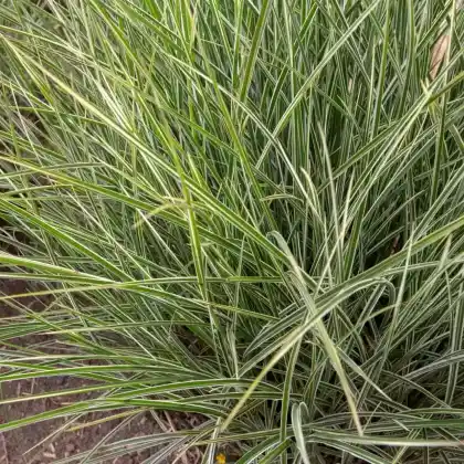 Foto von Chinaschilf 'Variegatus' (Miscanthus sinensis 'Variegatus')
