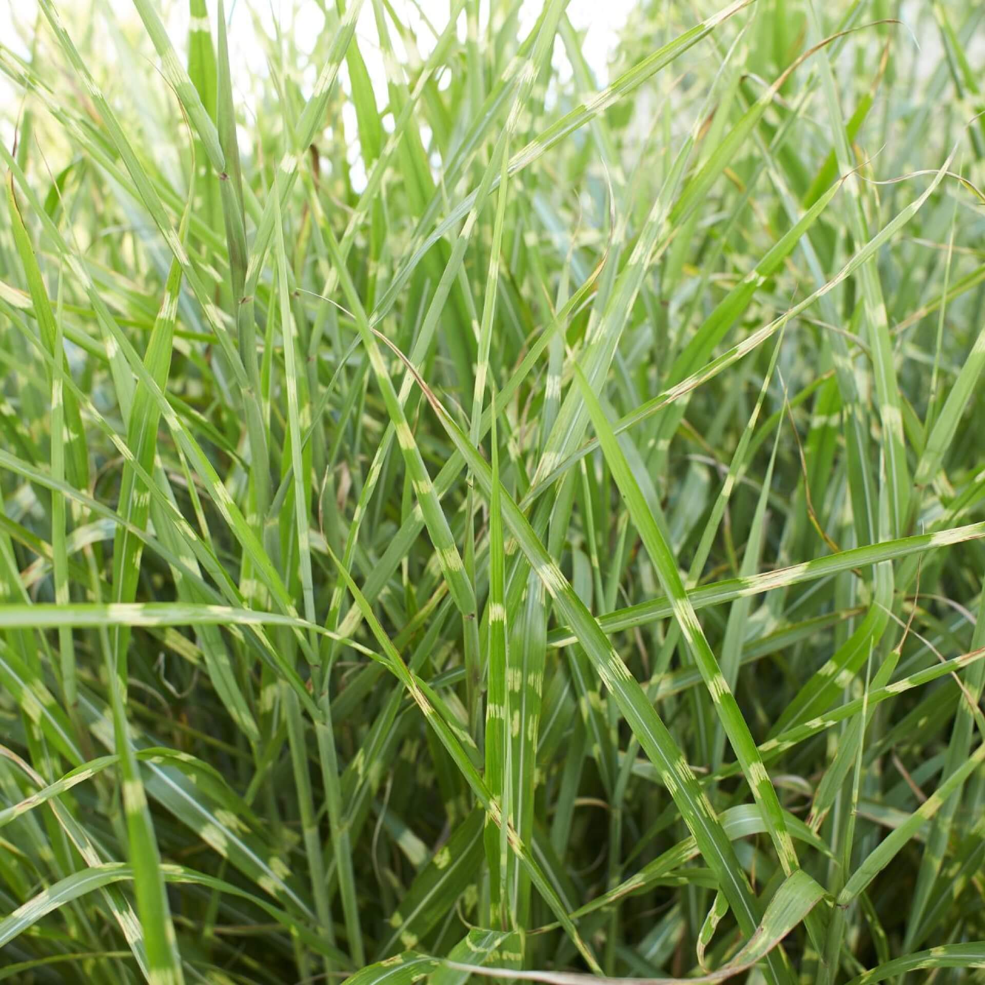 Chinaschilf 'Zebrinus' (Miscanthus sinensis 'Zebrinus')