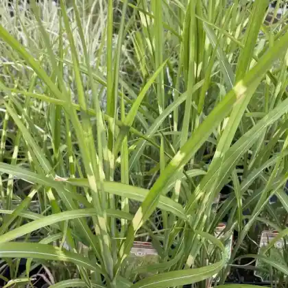 Foto von Chinaschilf 'Zebrinus' (Miscanthus sinensis 'Zebrinus')
