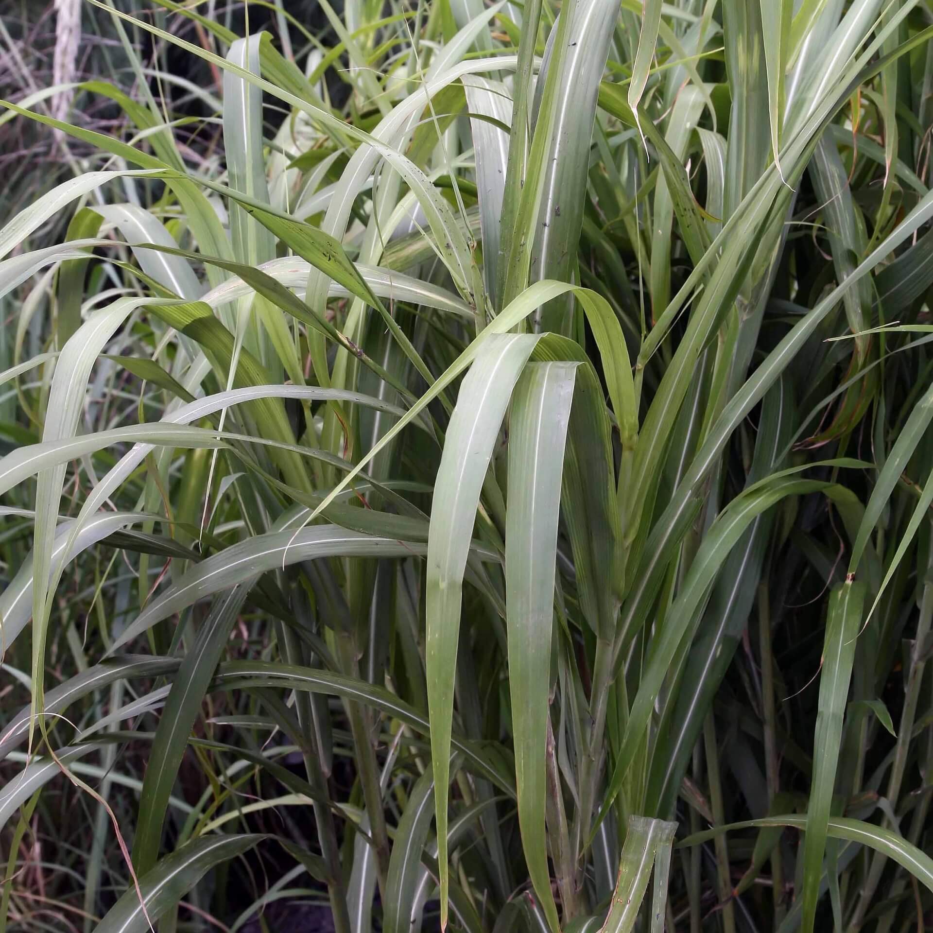 Garten-Chinaschilf (Miscanthus sinensis var. condensatus)