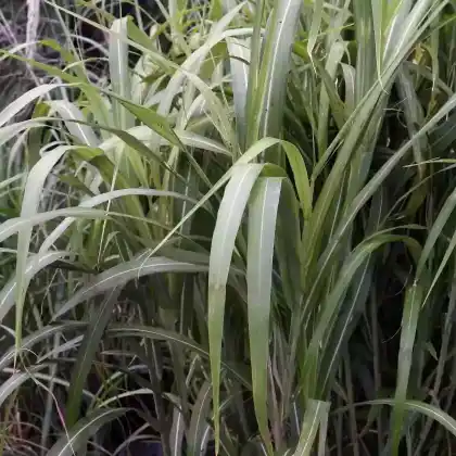Foto von Garten-Chinaschilf (Miscanthus sinensis var. condensatus)