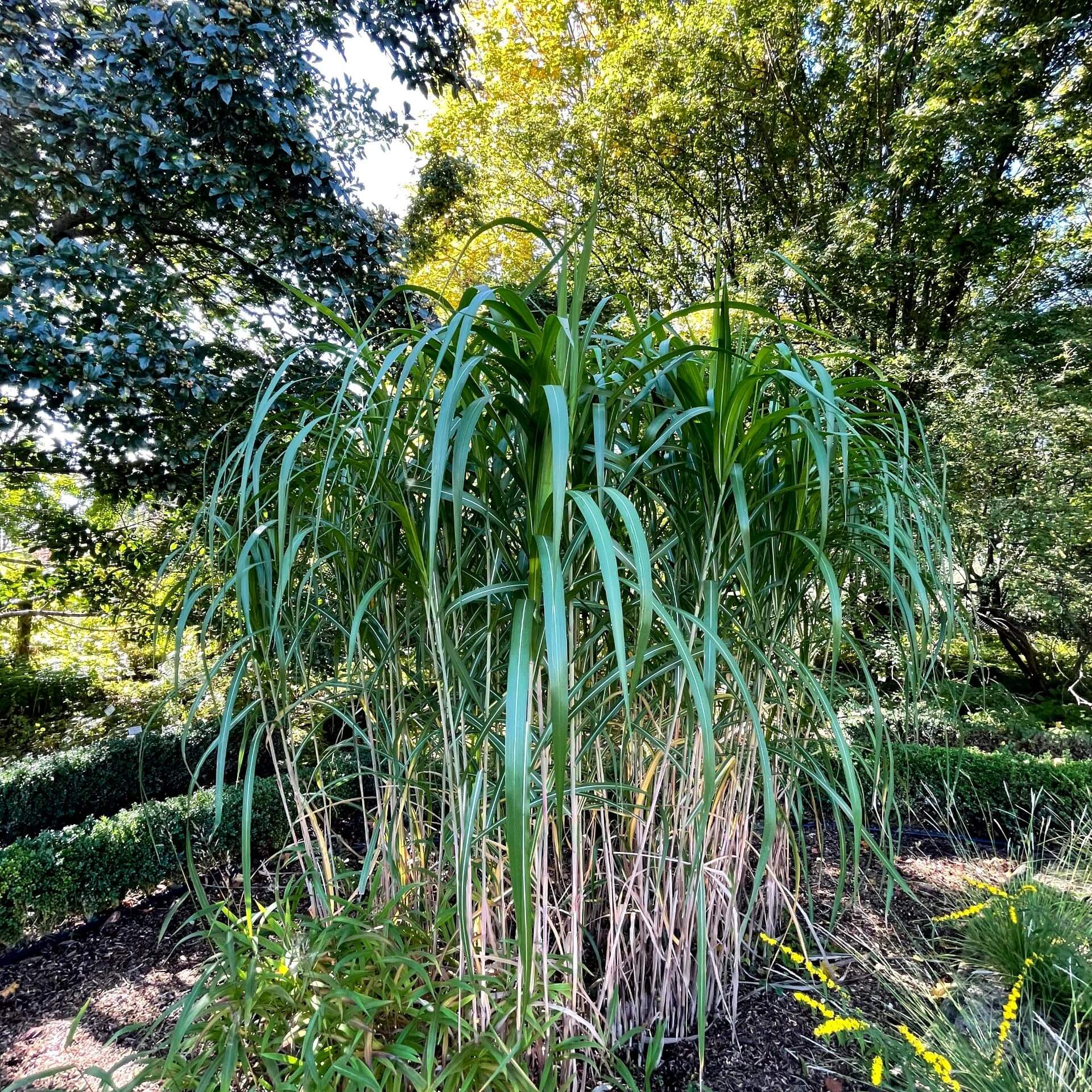 Riesen-Chinaschilf 'Aksel Olsen' (Miscanthus x giganteus 'Aksel Olsen')