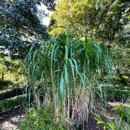 Foto von Riesen-Chinaschilf 'Aksel Olsen' (Miscanthus x giganteus 'Aksel Olsen')