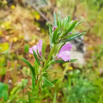 Foto von Acker-Löwenmaul (Misopates orontium)