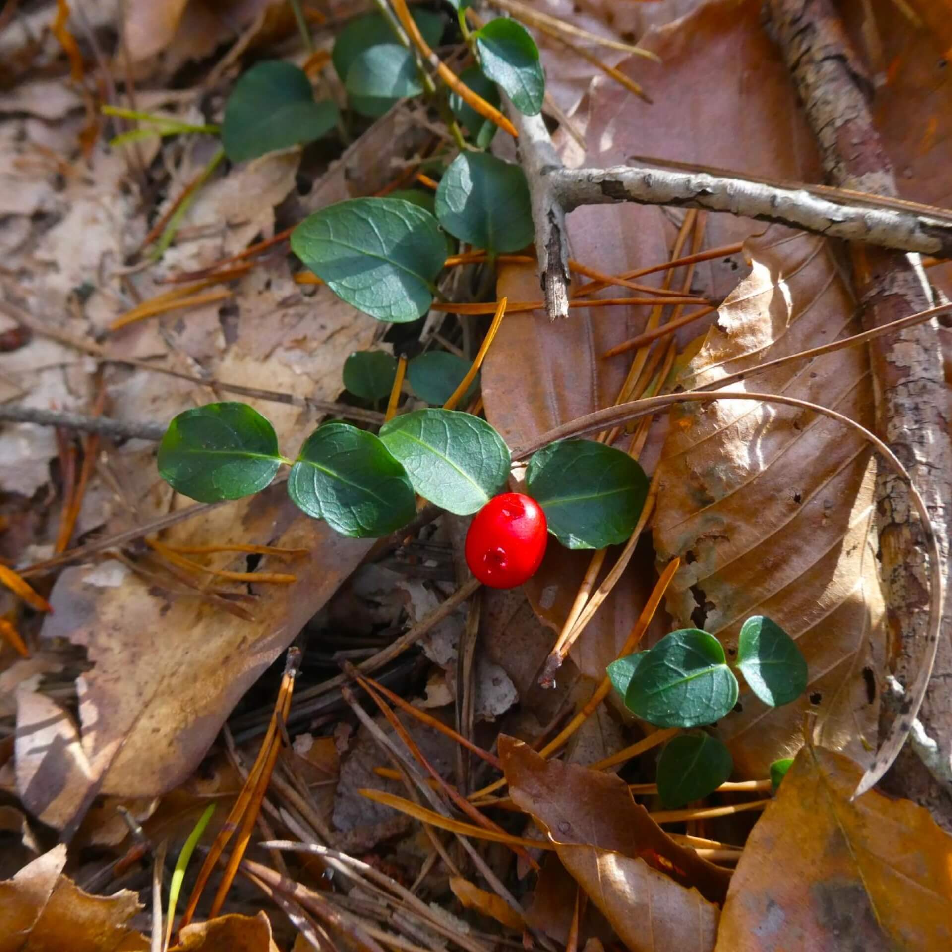 Echte Rebhuhnbeere (Mitchella repens)