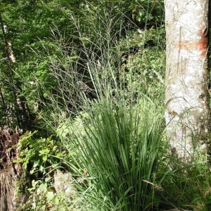 Molinia arundinacea