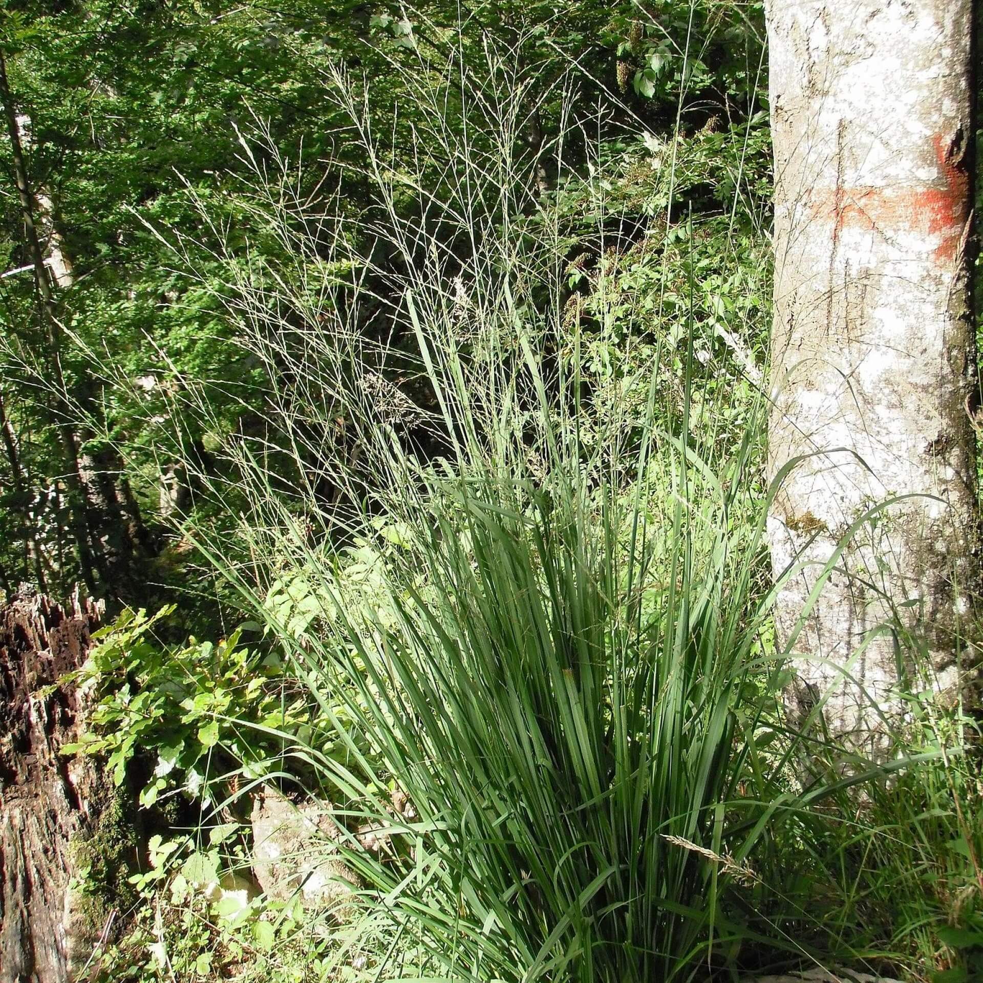 Rohr-Pfeifengras (Molinia arundinacea)