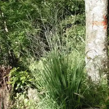 Foto von Rohr-Pfeifengras (Molinia arundinacea)