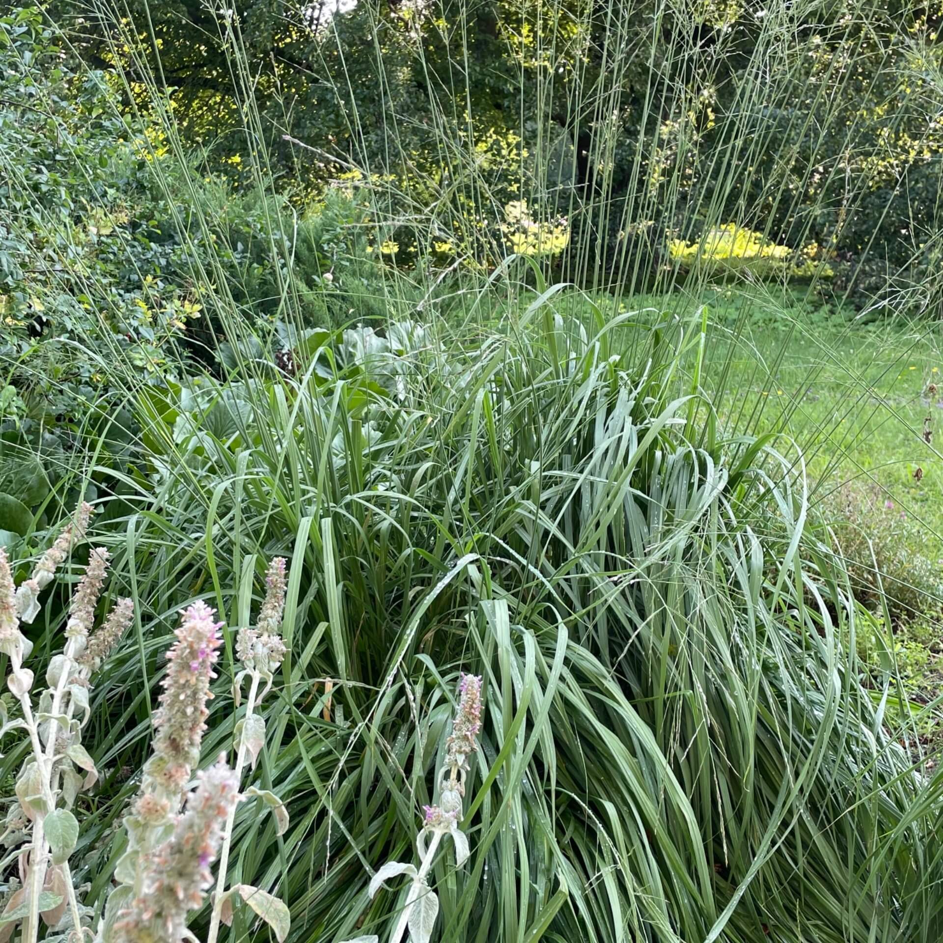 Riesen Pfeifengras 'Karl Foerster' (Molinia arundinacea 'Karl Foerster')