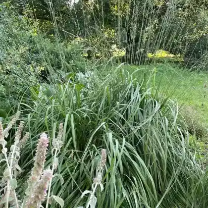 Foto von Riesen Pfeifengras 'Karl Foerster' (Molinia arundinacea 'Karl Foerster')