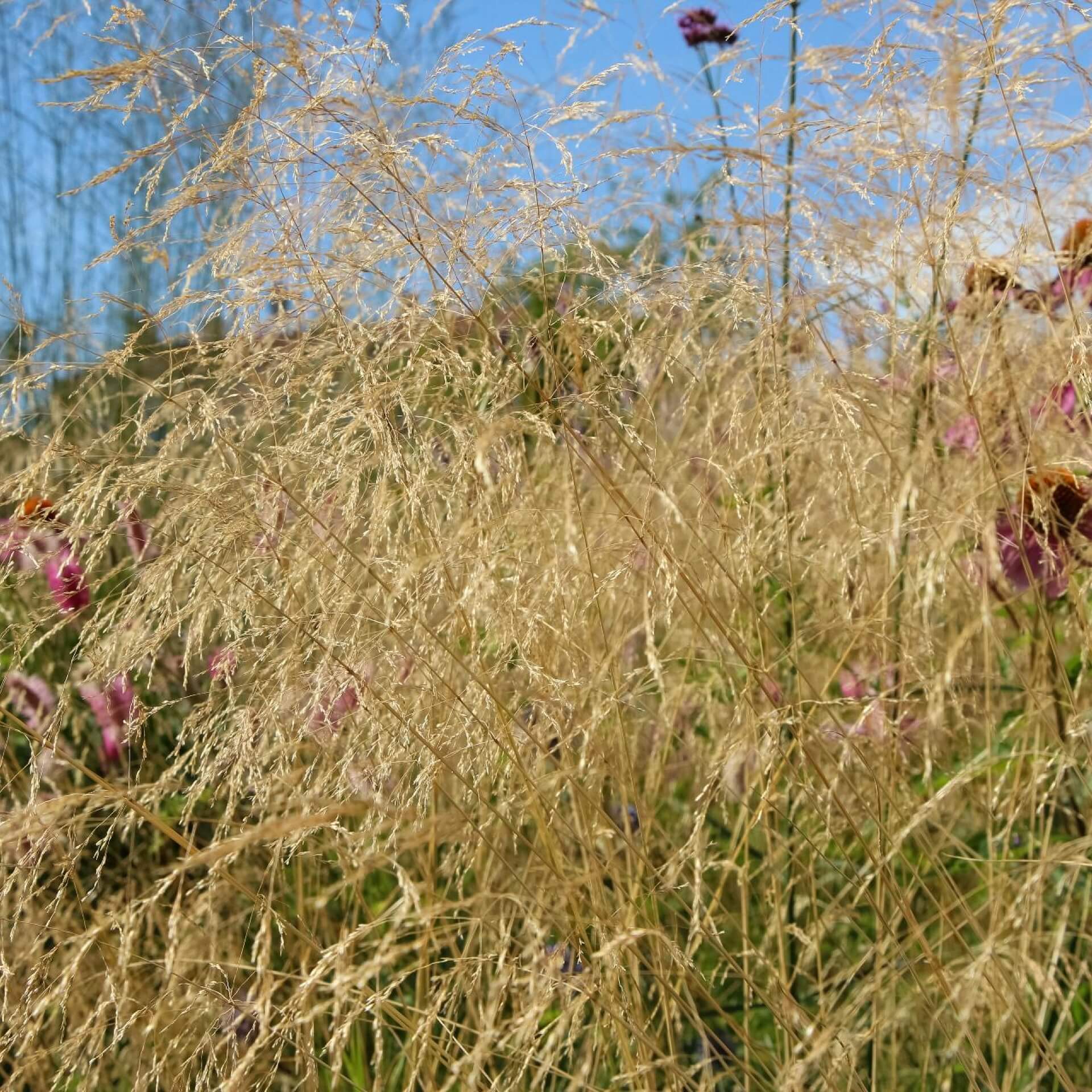 Hohes Pfeifengras 'Skyracer' (Molinia arundinacea 'Skyracer')