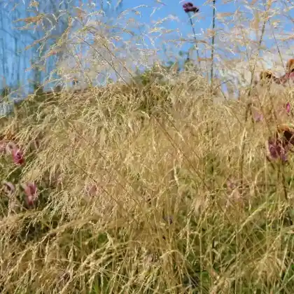 Foto von Hohes Pfeifengras 'Skyracer' (Molinia arundinacea 'Skyracer')