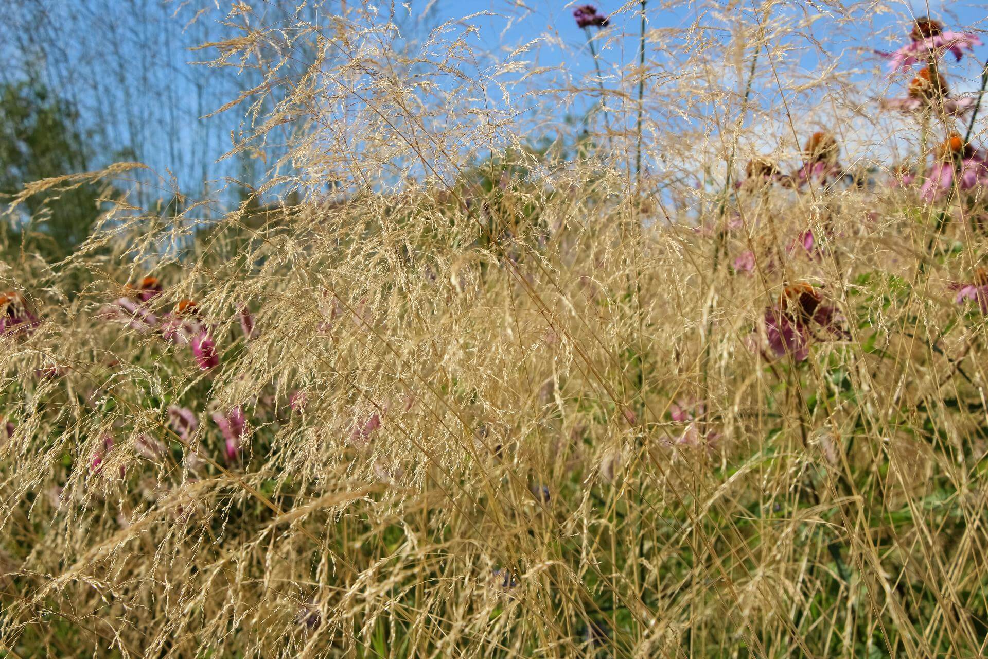 Hohes Pfeifengras 'Skyracer' / Molinia arundinacea 'Skyracer'