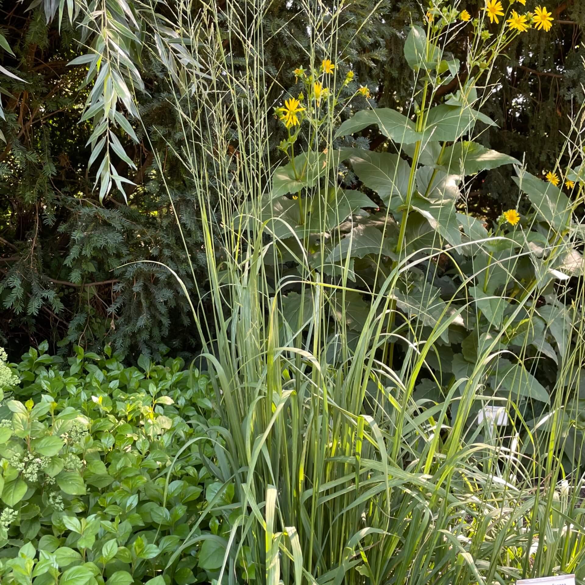 Hohes Pfeifengras 'Windspiel' (Molinia arundinacea 'Windspiel')