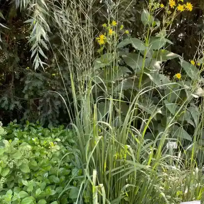 Foto von Hohes Pfeifengras 'Windspiel' (Molinia arundinacea 'Windspiel')