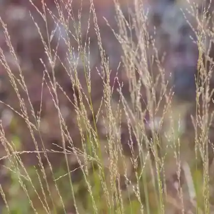 Foto von Gewöhnliches Pfeifengras (Molinia caerulea)