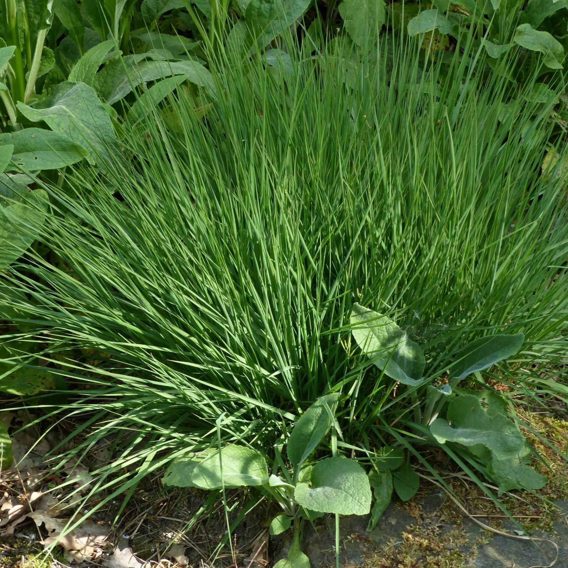 Kleines Pfeifengras 'Edith Dudszus' (Molinia caerulea 'Edith Dudszus')