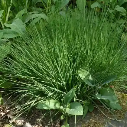 Foto von Kleines Pfeifengras 'Edith Dudszus' (Molinia caerulea 'Edith Dudszus')