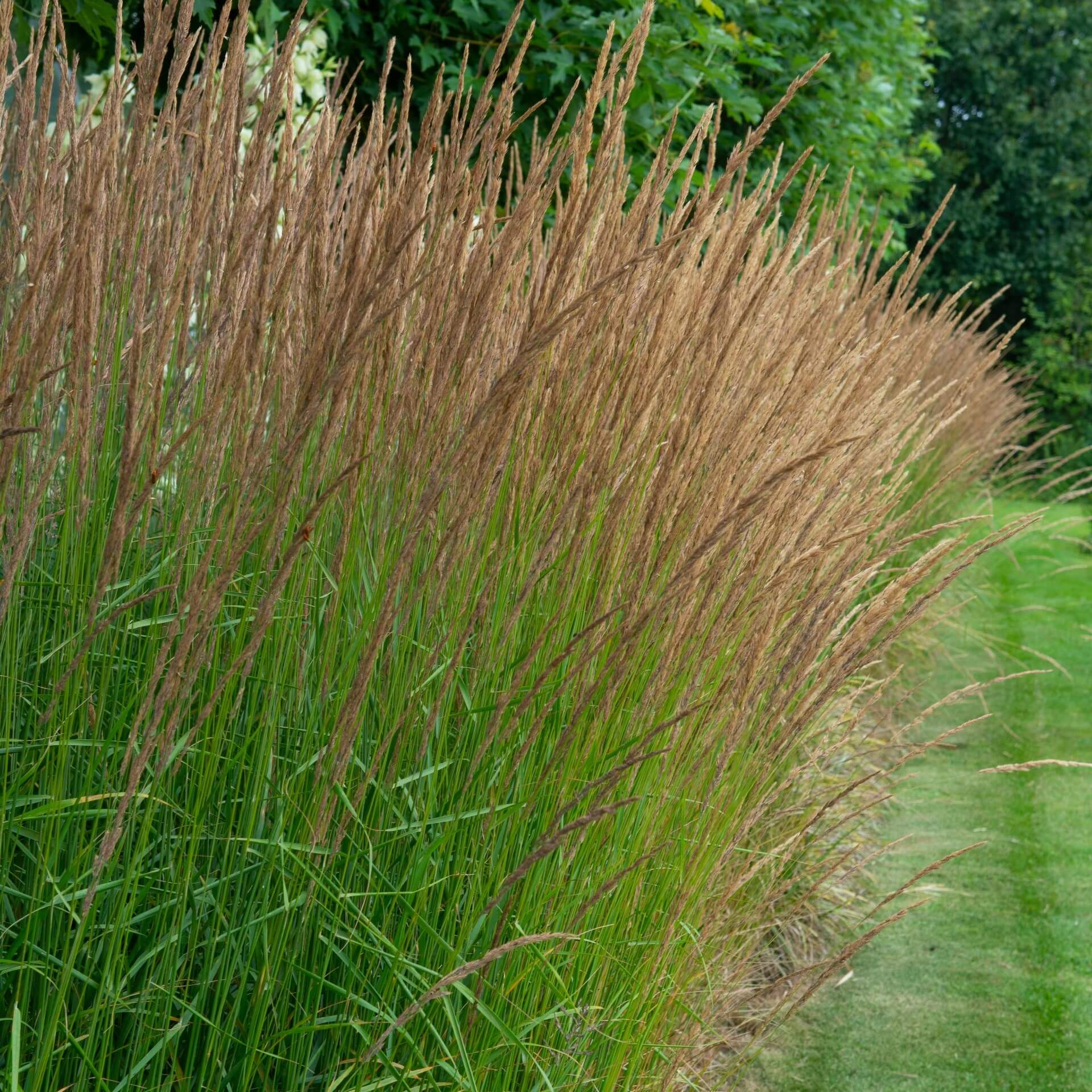 Kleines Pfeifengras 'Moorhexe' (Molinia caerulea 'Moorhexe')