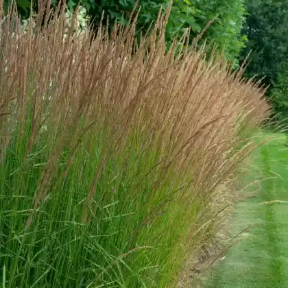 Foto von Kleines Pfeifengras 'Moorhexe' (Molinia caerulea 'Moorhexe')