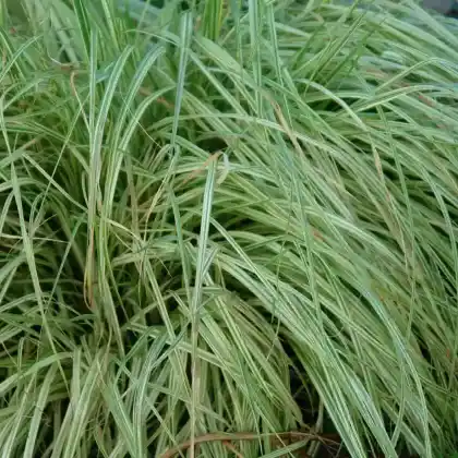 Foto von Gestreiftes Pfeifengras 'Variegata' (Molinia caerulea 'Variegata')