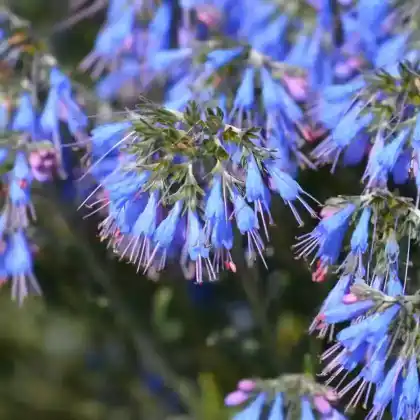 Foto von Felsen-Moltkie (Moltkia petraea)