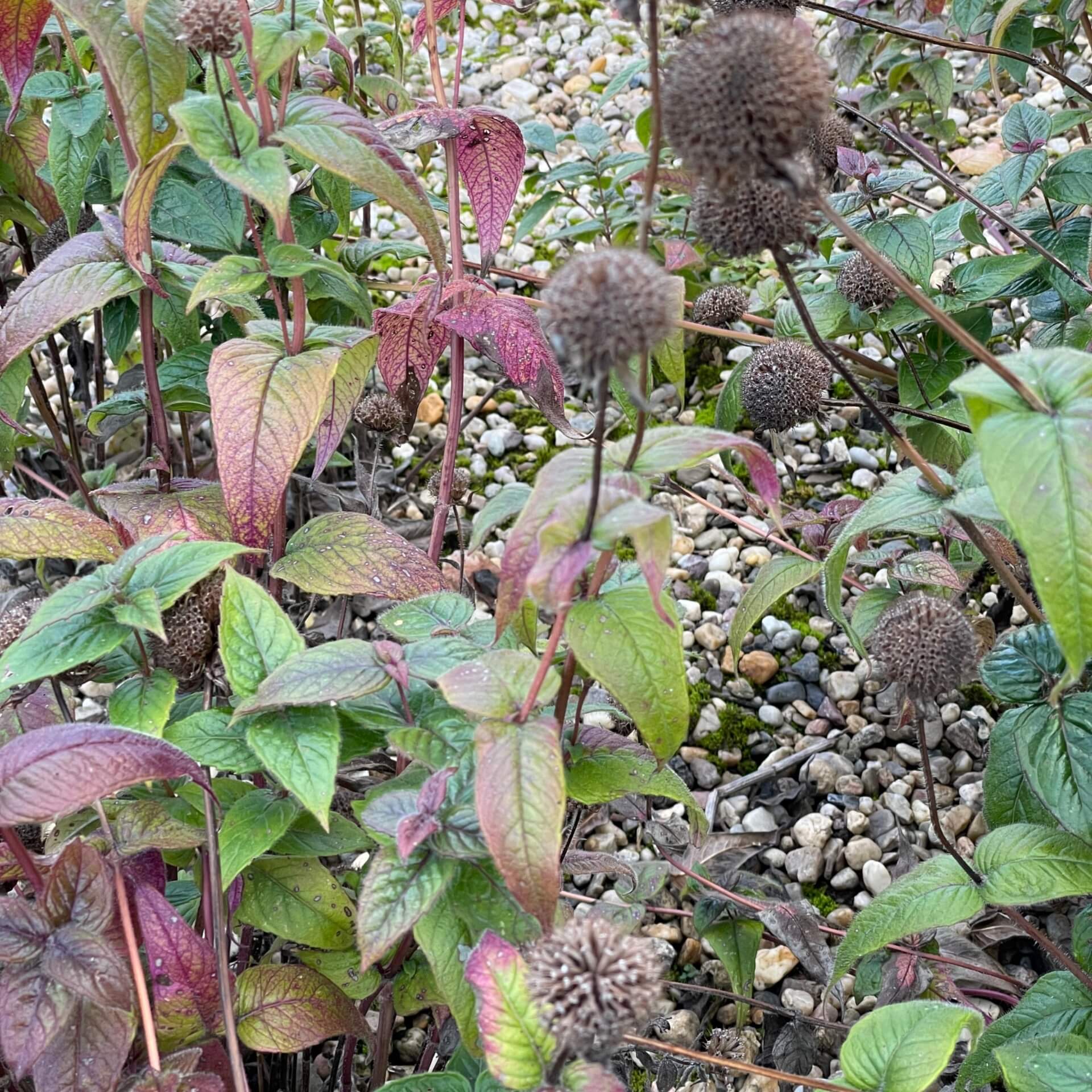 Frühe Indianernessel 'Verbesserte Ozark' (Monarda bradburiana 'Verbesserte Ozark')