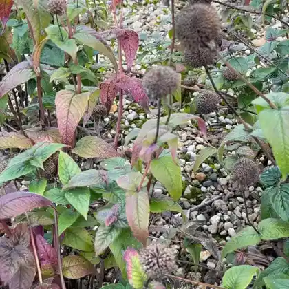 Foto von Frühe Indianernessel 'Verbesserte Ozark' (Monarda bradburiana 'Verbesserte Ozark')