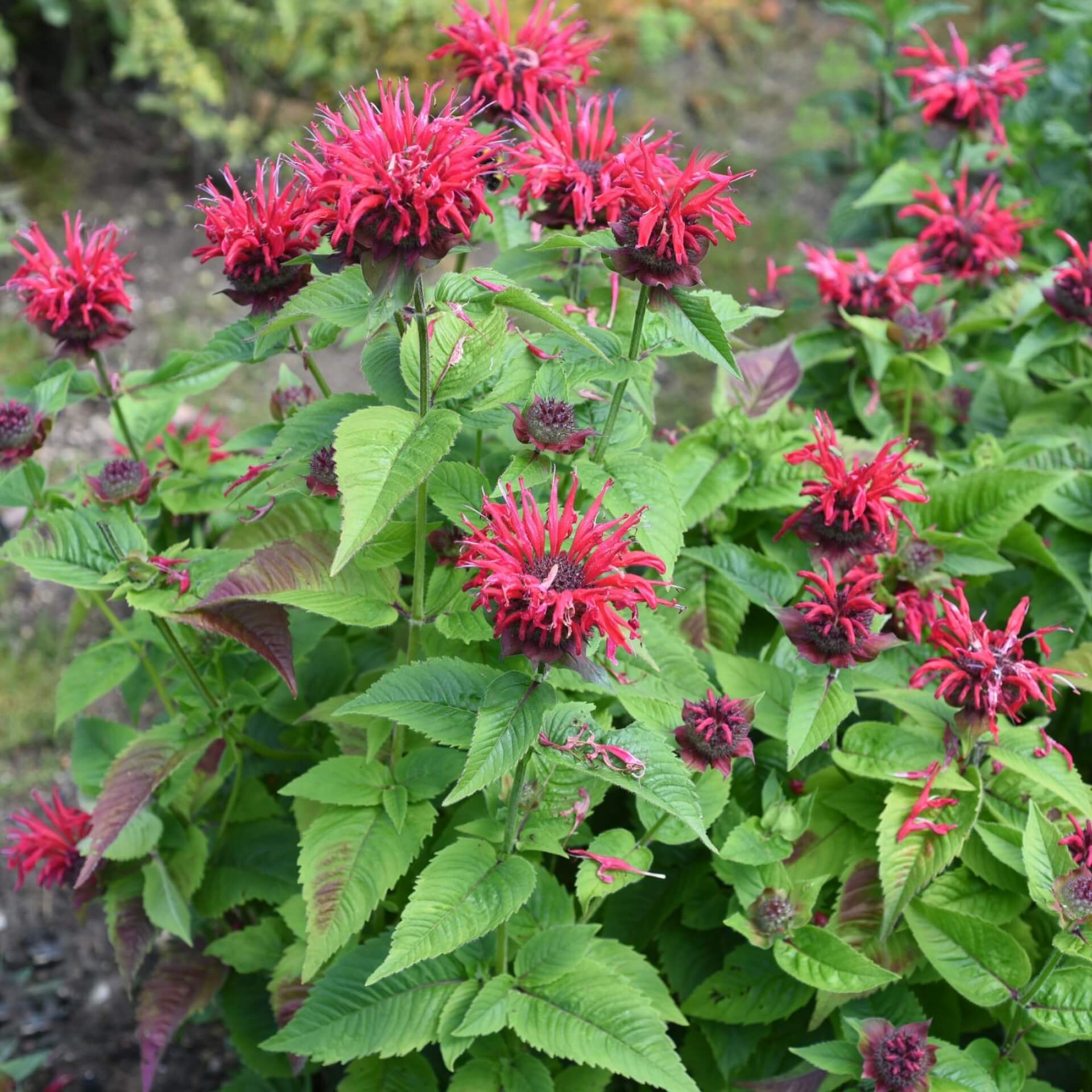 Goldmelisse (Monarda didyma)