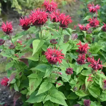 Foto von Goldmelisse (Monarda didyma)