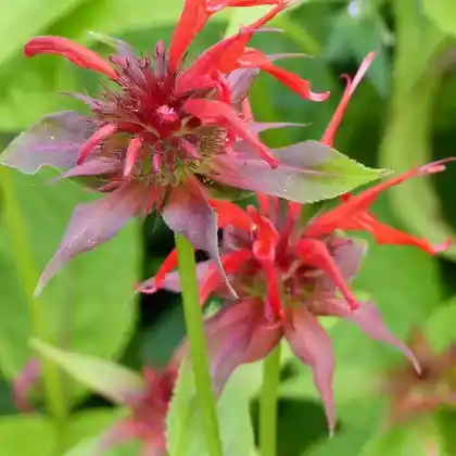 Foto von Indianernessel 'Squaw' (Monarda didyma 'Squaw')