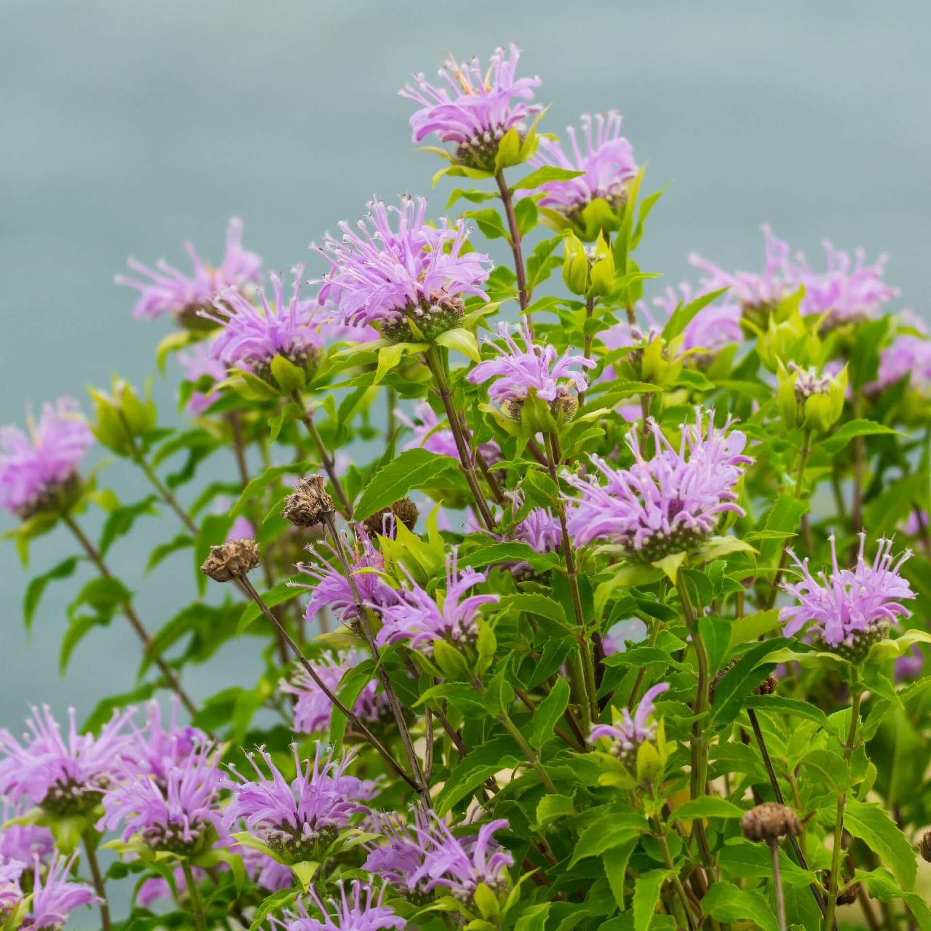 Röhrige Indianernessel (Monarda fistulosa)