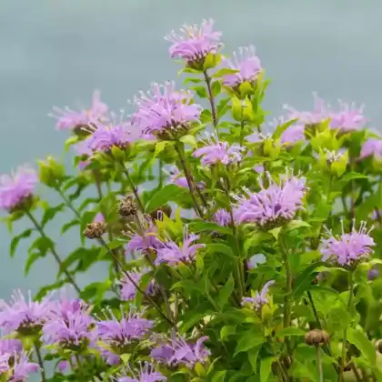 Foto von Röhrige Indianernessel (Monarda fistulosa)