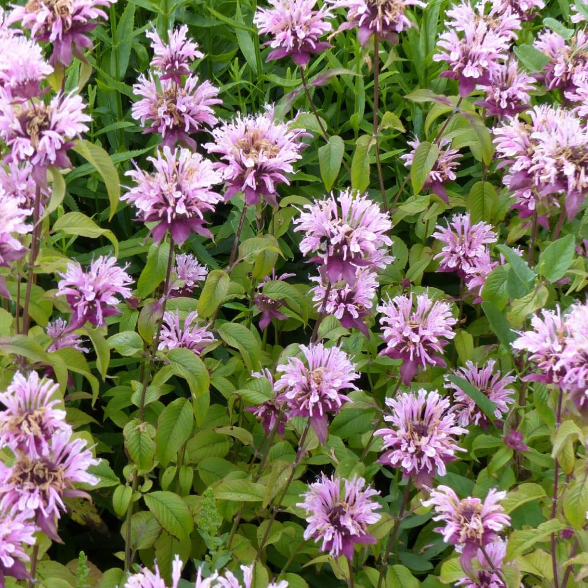 Indianernessel 'Beauty of Cobham' (Monarda fistulosa 'Beauty of Cobham')